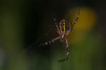 Spinne