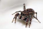 Springspinne