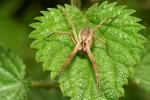 Listspinne
