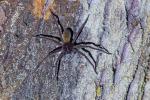 Heteropoda spec Kalimantan