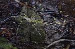 Heteropoda boiei