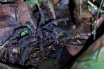 Cyriopagopus doriae??