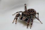 Springspinne