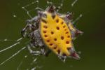 Gasteracantha San Jose