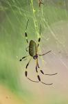 Nephila clavipes