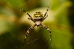 Wespenspinne Argiope bruennichi