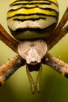 Wespenspinne Argiope bruennichi