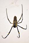 Spinne Taiwan