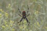 Spinne im Antelope Island State Park, Salt Lake City