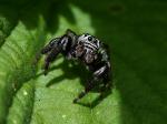 schwarze Springspinne