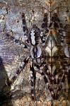 poecilotheria regalis