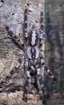 p regalis, die zweite