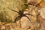 Sparassidae spec