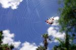 Gasteracantha cancriformis