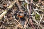 Redback