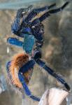 Blau, blau ist die Spinne