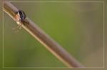 Spinne 1