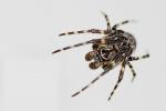 Spinne in Schutzstellung?