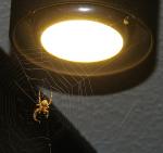 spinne an Lampe