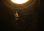 Spinne an Lampe