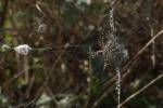 Wespenspinne Netz und Futterdepot