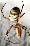 Argiope bruennichi