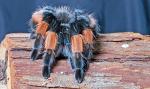 Clarissa - Brachypelma emilia