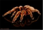 Grammostola rosea