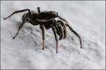 unbekannte Spinne - in Farbe