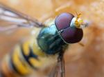 Schwebfliege