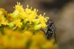 Fliege mit A65+24-85+Zwischenring