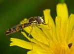 Schwebfliege