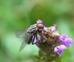 Fliegenmakro mit der A200