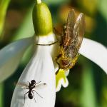 Fliege an Schneeglöckchen Cropp