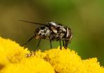 GRAUE FLEISCHFLIEGE (Sarcophaga carnaria) Ausschnitt