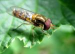 Hoverfly (1)