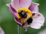 Gemeine Waldschwebfliege