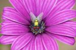 Schillernde Fliege in violetter Blüte - Großer Ausschnitt