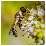 Fliege auf Blume