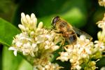 Schwebfliege Eristalis