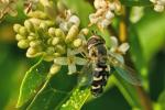 Schwebfliege Syrphidae