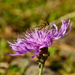 Schwebfleige auf einer Blüte