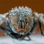 Fliege beim Unwetter 1