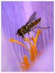 Fliege im Herbstkrokus