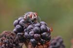 Zwei Fliegen auf Brombeere