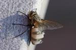 Fliege mit Parasit oder Pilz II