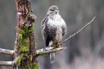 Mäusebussard auf Zweig