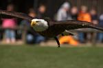 Weißkopfseeadler im Anflug - 2