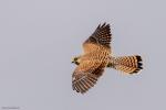 Turmfalke 1