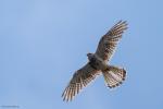 Turmfalke 3